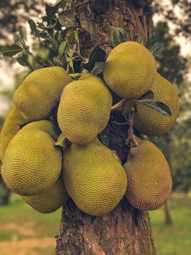 10 Unknown Facts About Jack Fruit