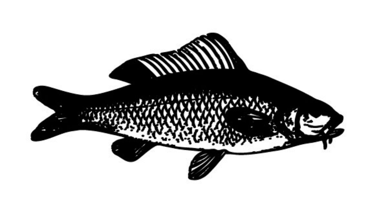 Ghol Fish: The “Gold of the Sea” That Can Make Fishermen Millionaires Overnight