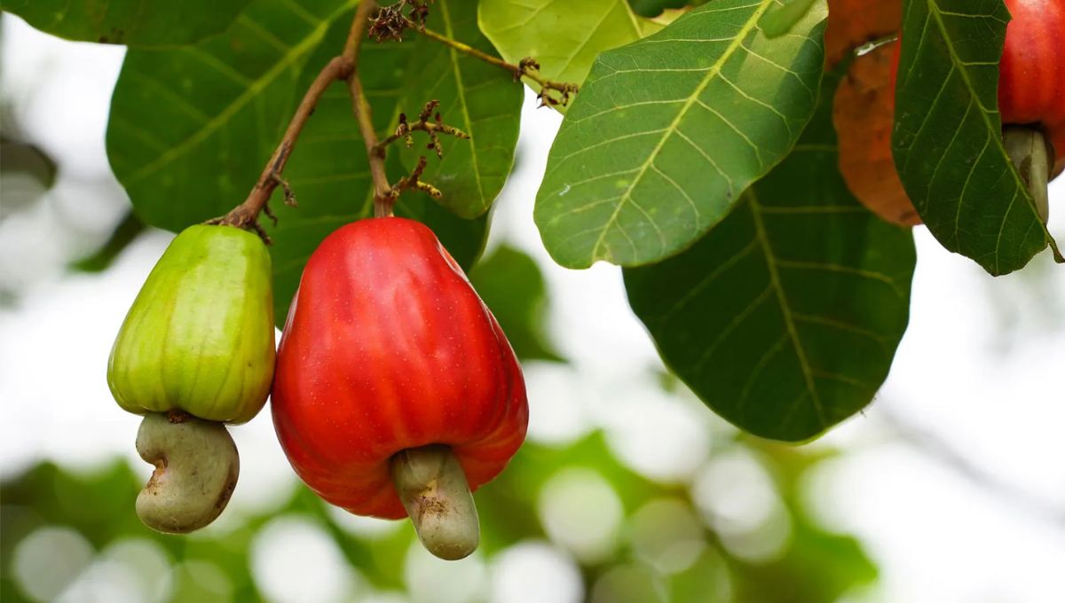 Kollam – The Cashew City of India