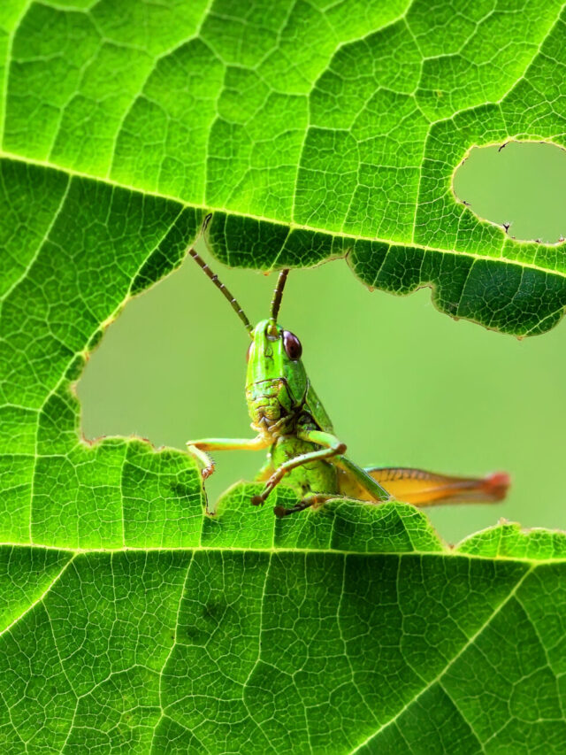 7 Unknown Facts About Grasshoppers