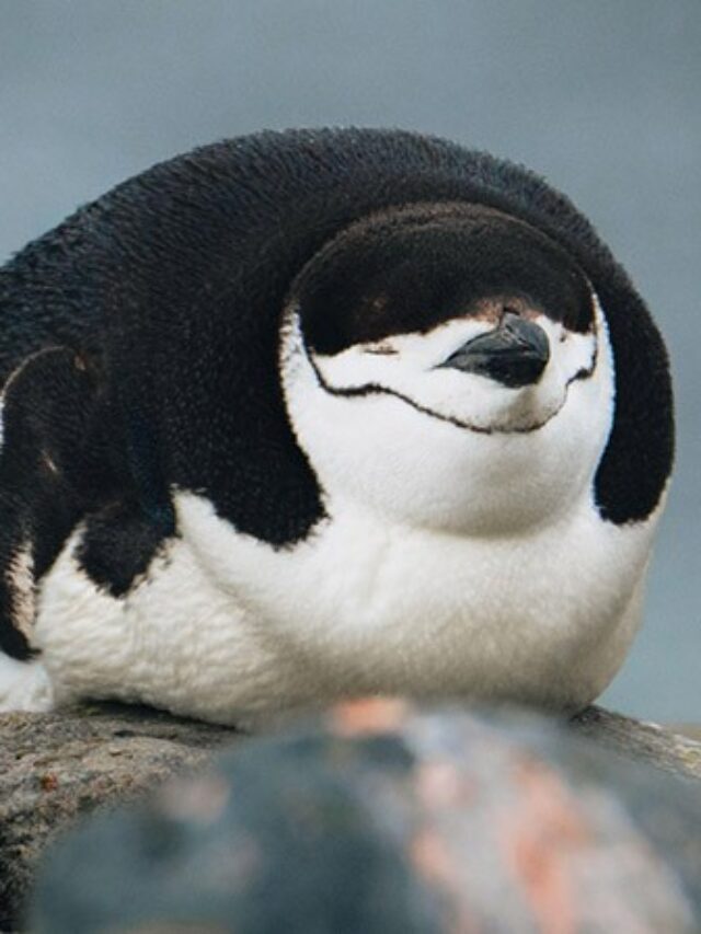 9 Unknown Facts About Penguins