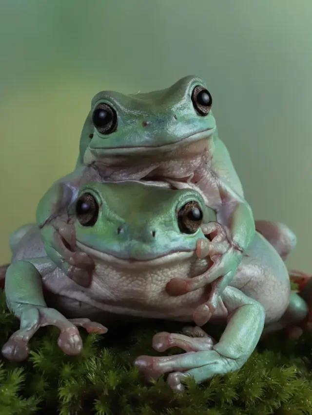 8 Unknown Facts About Frogs That Will Surprise You