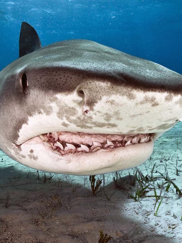 7 Unknown Facts About Sharks