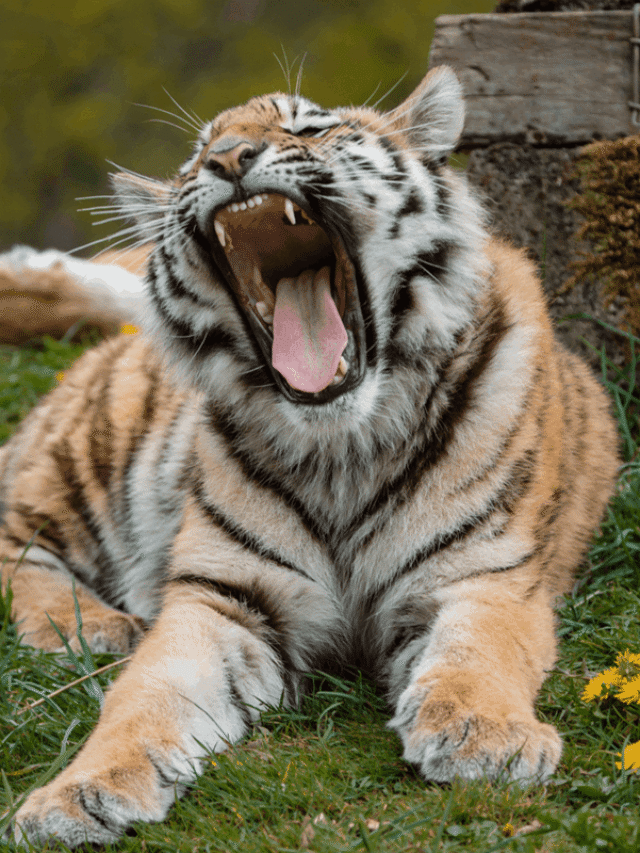 7 Unknown Facts About Tigers